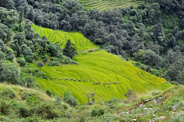 Campo de arroz pronto para colheita no Nepal — Fotografia de Stock