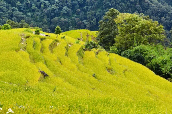 Рисовое поле готово к уборке в Непале — стоковое фото