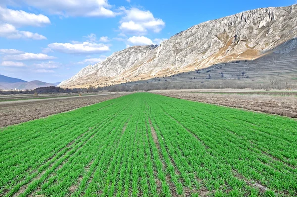 Campo seminativo in primavera — Foto Stock