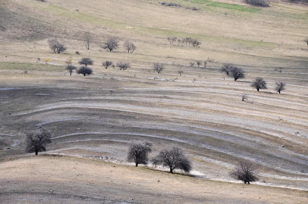 Pasture with isolated trees — Stock Photo, Image