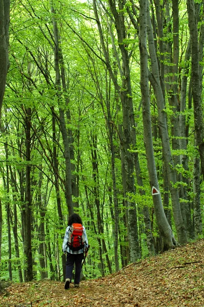 Žena trekking v bukovém lese — Stock fotografie