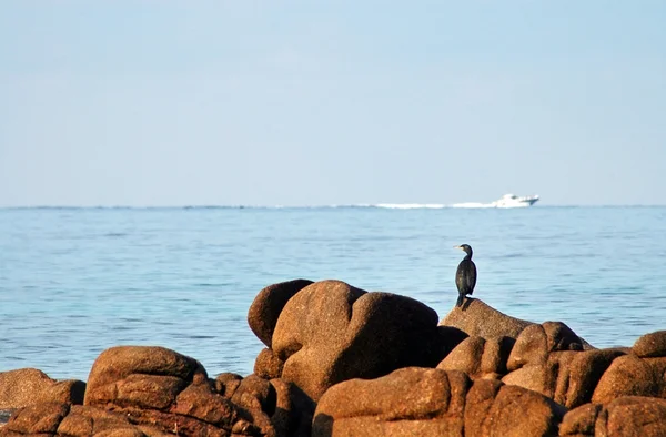 Grande Cormorão, Phalacrocorax carbo — Fotografia de Stock