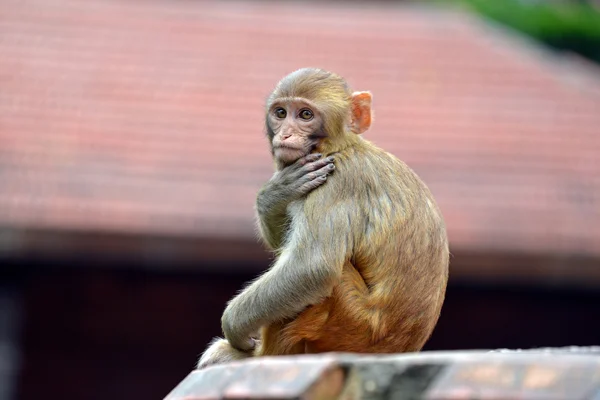 Macaco-macaco — Fotografia de Stock