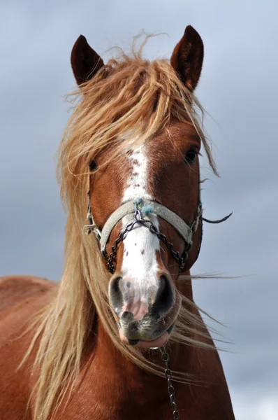 Piękny koń z bliska — Zdjęcie stockowe