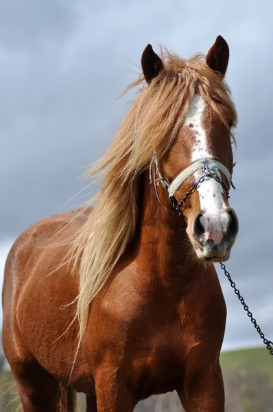 Beautiful horse in the nature — Stock Photo, Image