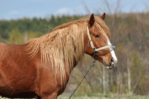 Koně v přírodě — Stock fotografie