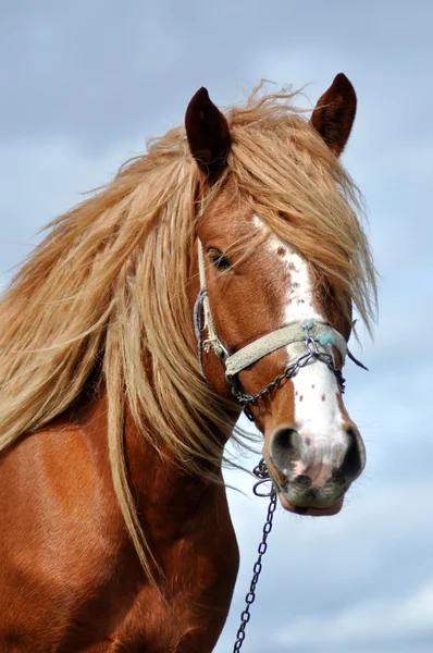 Porträtt av en vacker häst — Stockfoto