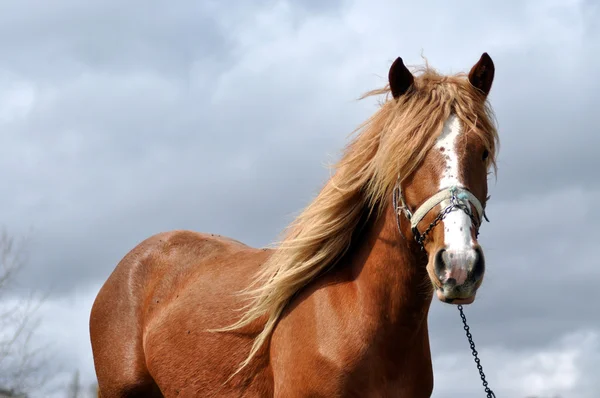 Brun häst med blonda manen — Stockfoto