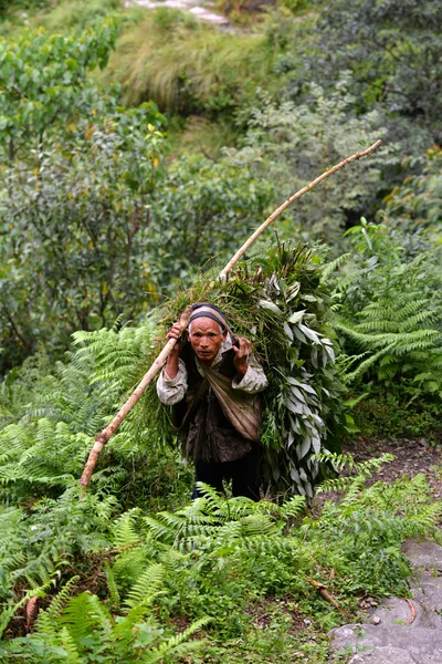 Gammal man transporterar örter i Himalaya — Stockfoto