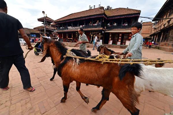 Mercato degli animali a Kathmandu, Nepal — Foto Stock