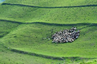 toplama koyun sürüsü