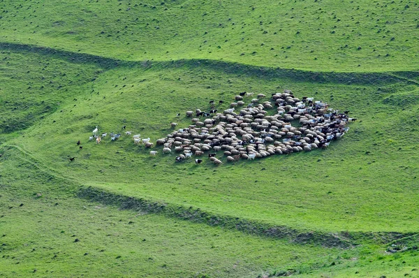群羊收集 — 图库照片