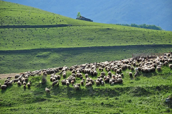 羊の牧草地の群れ — ストック写真