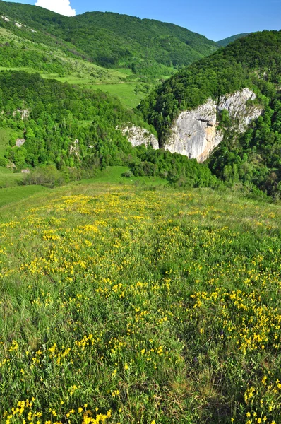 Žluté květy na louce — Stock fotografie