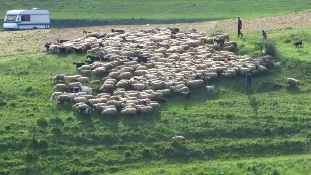 Стадо овец в горах — стоковое видео