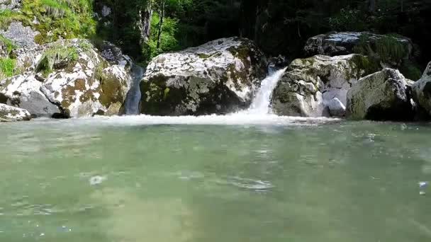 Δάσος ρεύμα που τρέχει πέρα από τους βράχους ποώδη — Αρχείο Βίντεο