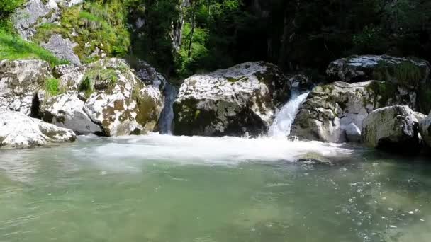 Yosunlu kayalar üzerinde çalışan orman akarsu — Stok video