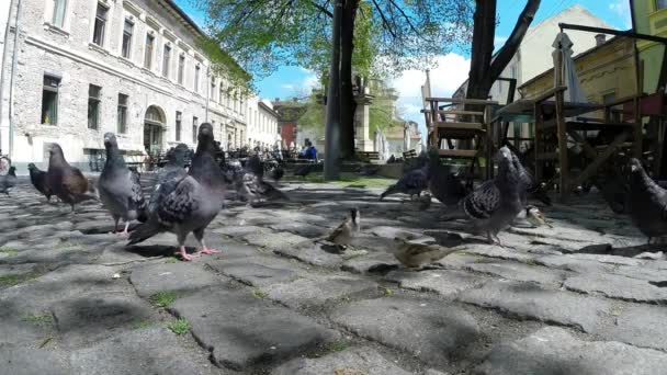 Een kudde van duiven voeding — Stockvideo