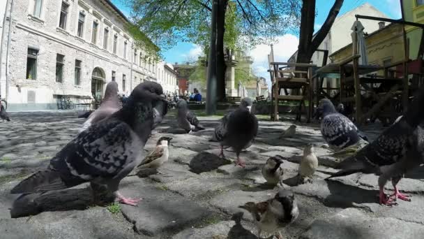 Feeding a flock of pigeons — Stock Video