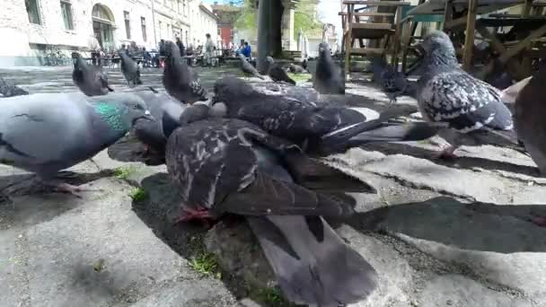 Laps de temps d'un troupeau de pigeons se nourrissant — Video