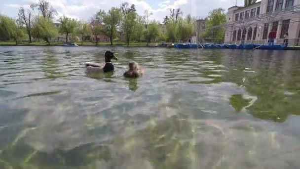 アヒルの水泳、湖の上を食べる — ストック動画