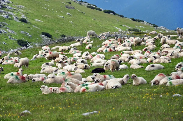 Sheep with paint markings in a green meadow — Stock Photo, Image