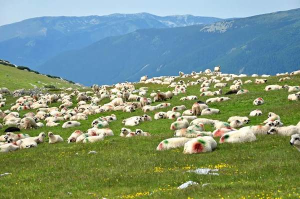 Pecora con segni di vernice in un prato verde — Foto Stock