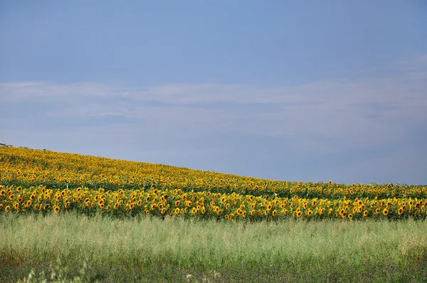 Sunflower field — Stock Photo, Image