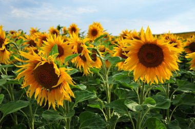 Ayçiçeği güneş ile farklı odak ve sığ derinlik-in tarla alanında