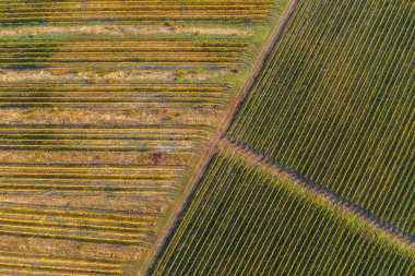 Yukarıdan Sonbahar bir üzüm bağı. Hava dron vurdu