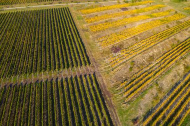 Üzüm bağında sıralar, insansız hava aracının üstündeki doğal desen. Hava görünümü