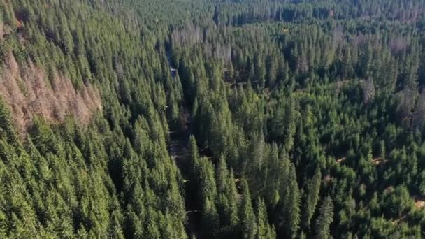 Vista Aérea Del Bosque Virgen Siempreverde Volando Con Drones Sobre — Vídeos de Stock