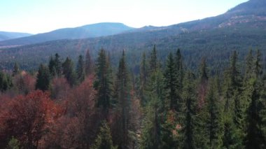 Bakire ve yemyeşil ormanın havadan görünüşü. Dağlardaki çam ağaçlarının tepesinde drone ile uçuyorlar.