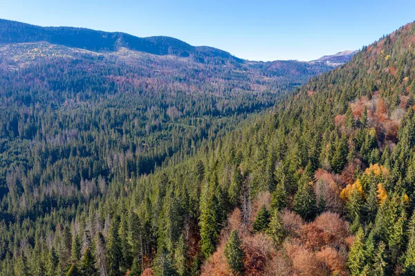 Vista Aérea Del Bosque Siempreverde Mezclado Con Árboles Caducifolios Otoño —  Fotos de Stock