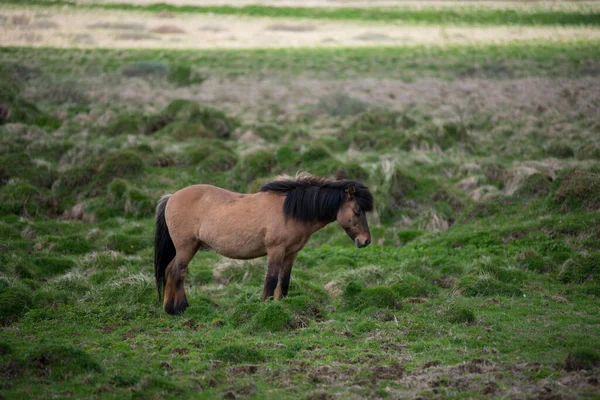 Islandští Koně Pasoucí Vysočině Island — Stock fotografie