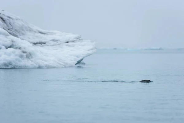 stock image Seal swimming in the freezing waters of Jokulsarlon glacial lagoon, Iceland