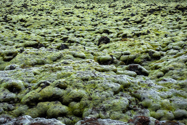 Eldhraun lava field, flow and ridge covered with green moss in Iceland