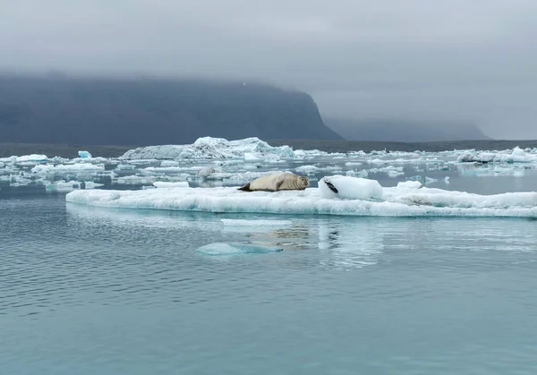 Seal Ontspannen Een Drijvende Ijsberg Jokulsarlon Glaciale Lagune Ijsland — Stockfoto