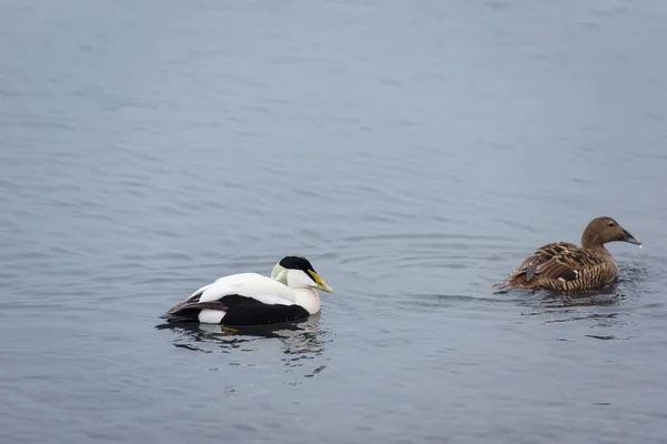 在冰岛乔库尔萨隆冰川泻湖游泳的布兰塔白鹅 布兰塔白鹅 — 图库照片