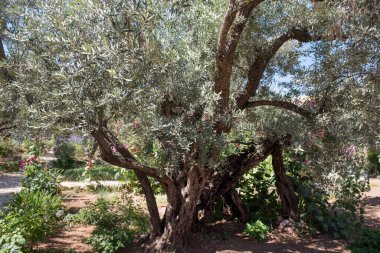 Gethsemane bahçesindeki zeytin ağaçları, Zeytin Dağı, Kudüs, İsrail