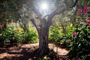 Gethsemane bahçesindeki ilahi ışık, Zeytin Dağı, Kudüs, İsrail, Hristiyan hacılar için bir odak noktası.