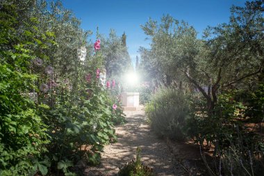 Gethsemane bahçesindeki ilahi ışık, Zeytin Dağı, Kudüs, İsrail, ilk Hristiyan hacılar için bir odak noktası.