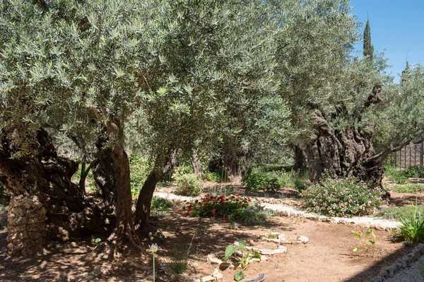 Olivos Jardín Getsemaní Monte Los Olivos Jerusalén Israel — Foto de Stock