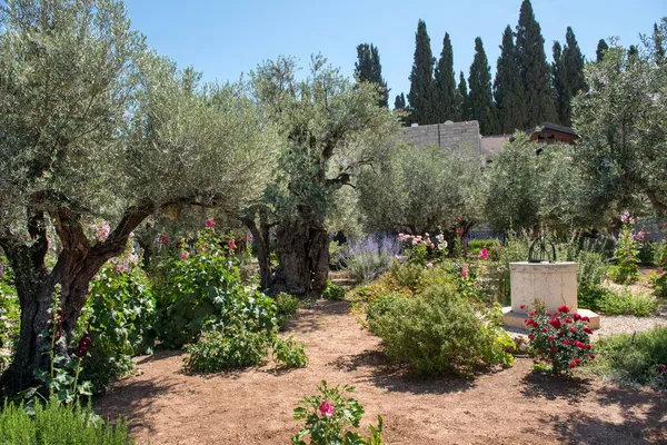 Olivos Jardín Getsemaní Monte Los Olivos Jerusalén Israel — Foto de Stock