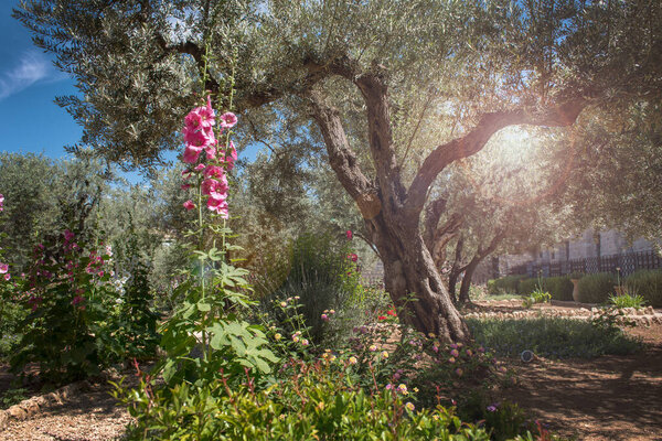 Divine light in the Gethsemane garden, Mount of Olives, Jerusalem, Israel, a focal site for Christian pilgrims