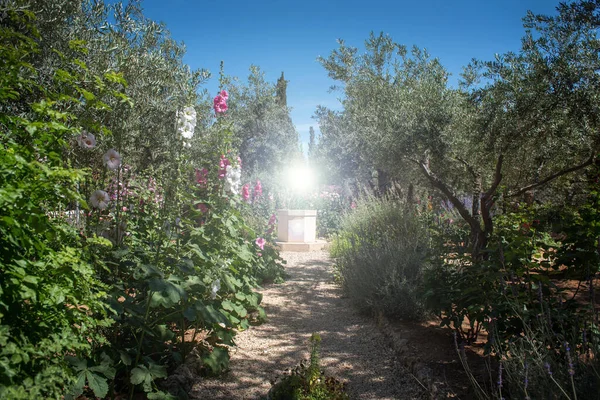 Gethsemane bahçesindeki ilahi ışık, Zeytin Dağı, Kudüs, İsrail, ilk Hristiyan hacılar için bir odak noktası.