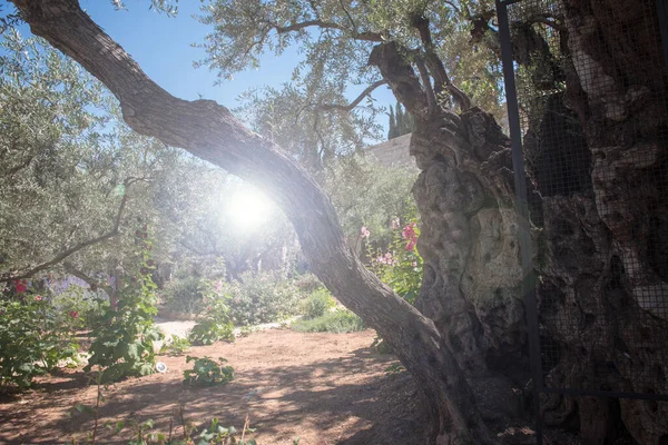 Gethsemane Bahçesindeki Ilahi Işık Zeytin Dağı Kudüs Srail Hristiyan Hacılar — Stok fotoğraf