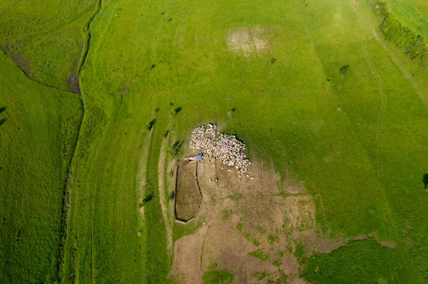 緑の牧草地で羊の放牧の群れの空中ドローンビュー — ストック写真