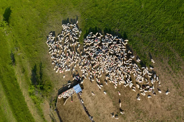 Vista Aérea Drone Rebanho Ovelhas Pastando Prado Verde — Fotografia de Stock