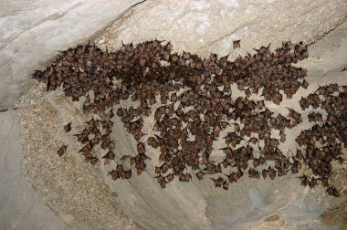 Bir mağarada bir grup uyuyan yarasa kolonisi. Kafkas Dağları, Gürcistan